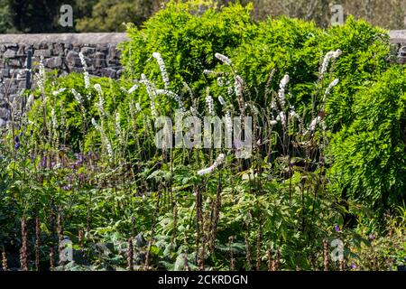Actaea simplex Atropurpurea Group a summer autumn fall clump forming white flower plant commonly known as baneberry or bugbane Stock Photo