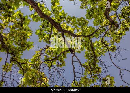 Tree branches and leaves with sun behind Stock Photo