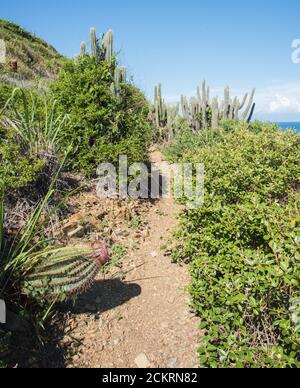 Hillside path on the Caribbean Sea coast with native plants, including cacti, on the east end of St. Croix in the US Virgin Islands Stock Photo