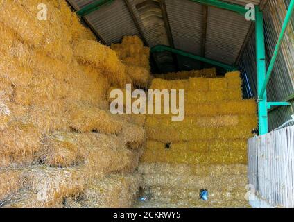 Recangular hay or straw bales for winter cattle feed on a farm stacked in a barn for dry storage Stock Photo