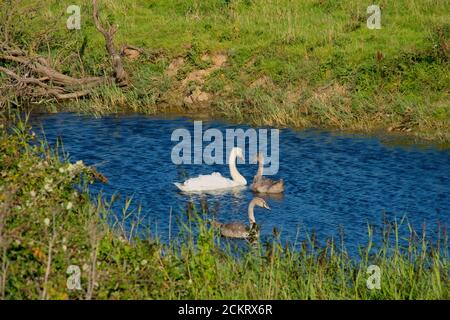 Adult parent Mute swan with juveniles swimming in natural water source. Grassy foreground and background. Landscape format. Medium close up view. Stock Photo