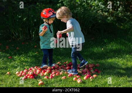 2 young boys playing in a pile of apples Stock Photo