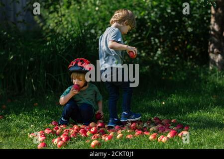2 young boys playing in a pile of red apples Stock Photo