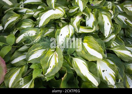 Hosta is a genus of plants commonly known as hostas, plantain lilies and occasionally by the Japanese name giboshi. Stock Photo