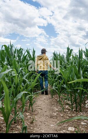 farmer checking his crops in a field of maize. Stock Photo