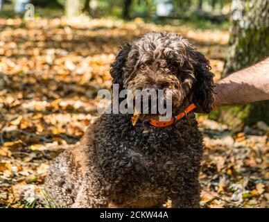 Dog helping to harvest black truffles in Burgundy, France. Truffle lady Elfe is 9 years old. In training, the dogs are trained to smell the ripe truffles. The dogs can indicate truffles at a depth of 10 to 12 centimeters