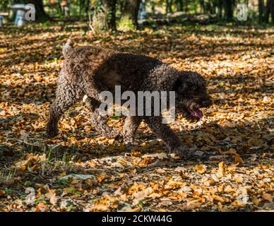 Dog helping to harvest black truffles in Burgundy, France. Truffle lady Elfe is 9 years old. In training, the dogs are trained to smell the ripe truffles. The dogs can indicate truffles at a depth of 10 to 12 centimeters
