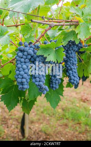 cannonau grape cluster in the vineyard, Jerzu Sardinia, Italy Stock Photo