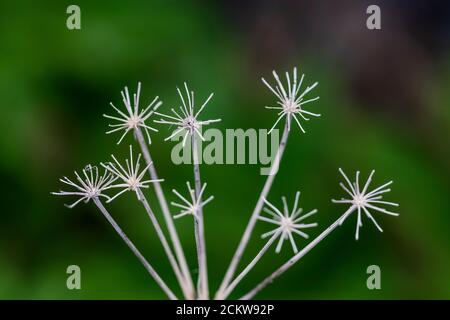 Last year's dried flower structure of American Cow Parsnip, Heracleum maximum,  on Heliotrope Ridge below Mount Baker, Mount Baker-Snoqualmie National Stock Photo