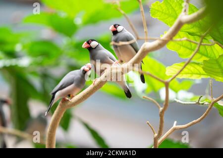 The Java sparrow, Lonchura oryzivora, also known as Java finch, Java rice sparrow or Java rice bird Stock Photo