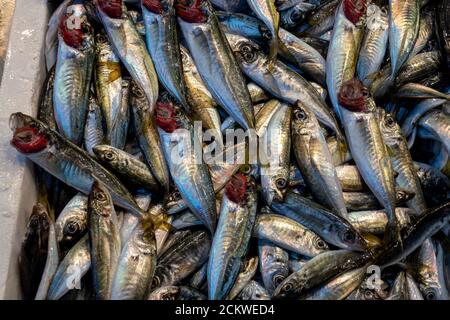 The Mediterranean horse mackerel, Black Sea horse mackerel, horse mackerel  for sale on fish market , Istanbul, TURKEY Stock Photo