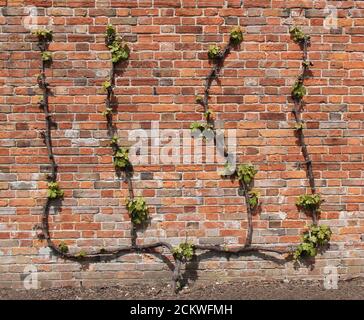 a-shaped-grape-vine-growing-on