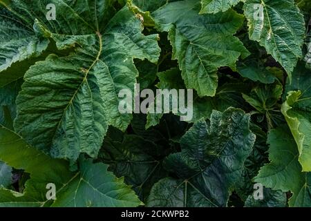 American Cow Parsnip, Heracleum maximum,  leaves on Heliotrope Ridge below Mount Baker, Mount Baker-Snoqualmie National Forest, Washington State, USA Stock Photo