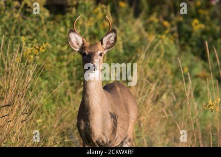 white-tailed deer (Odocoileus virginianus) in summer Stock Photo