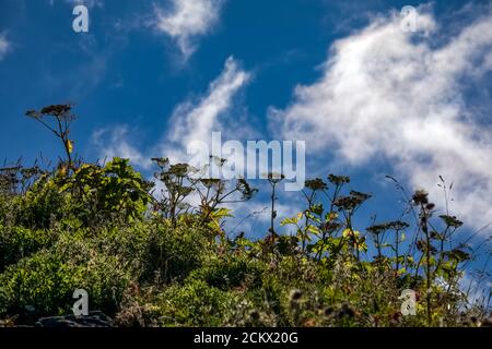 American Cow Parsnip, Heracleum maximum, leaves and old flower stalks, on Heliotrope Ridge below Mount Baker, Mount Baker-Snoqualmie National Forest, Stock Photo