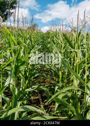 Sunlit rows of tall green maize or sweet corn crop plants growing in UK farmer's field with blue sky above in September, Leicestershire, England, UK Stock Photo