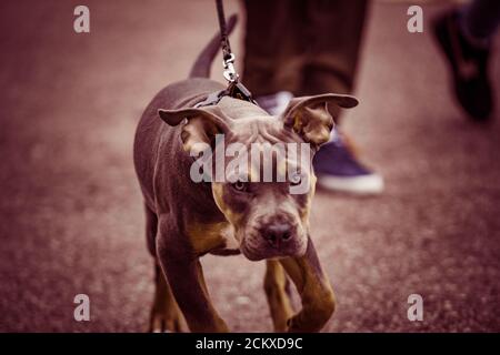 Strong and beautiful American staffordshire terrier male portrait outside on hot summer day. Sable white staffie guard dog with black mask on face and Stock Photo