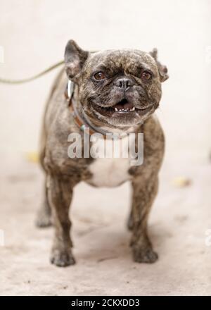 6-Years-Old Female Frenchie Standing and Barking Stock Photo