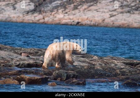 Polar bear swims in Wager Bay, Nunavut, Canada off the western shore of Hudson Bay. Fifty miles south of the Arctic Circle. Stock Photo