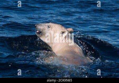 Polar bear swims in Wager Bay, Nunavut, Canada off the western shore of Hudson Bay. Fifty miles south of the Arctic Circle. Stock Photo