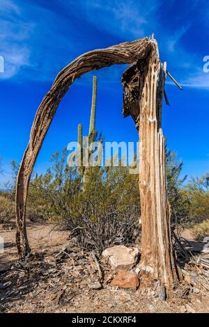 Live saguaro cactus framed by dead saguaro cactus. The saguaro is a tree-like cactus that can grow to be over 70 feet (21 m) tall. It is native to the Sonoran Desert in Arizona, the Mexican State of Sonora, and the Whipple Mountains and Imperial County areas of California. The saguaro blossom is the state wildflower of Arizona. Stock Photo