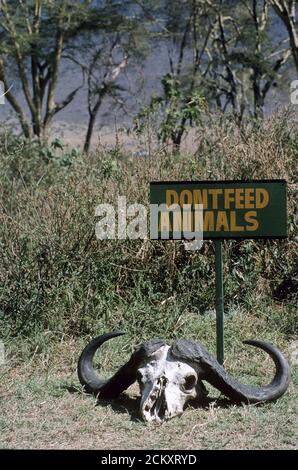 A notice reading 'Don't feed animals' next to the skull of a Cape Buffalo, Ngorongoro Crater, Tanzania. Stock Photo