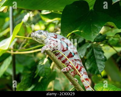 Chameleon hanging in a tree at masoala rainforest Stock Photo