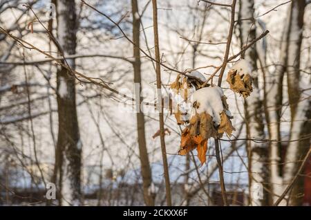 Dried oak leaves are covered with snow in the winter in sunny day Stock Photo