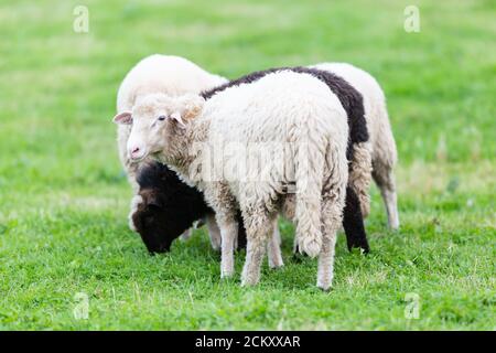 Herd of white and black sheep in a pasture Stock Photo