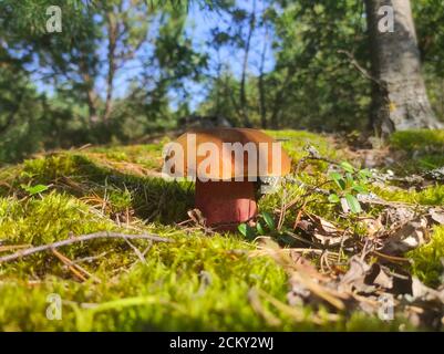 Satanic devils mushroom grow in moss. Rubroboletus growing in forest Stock Photo