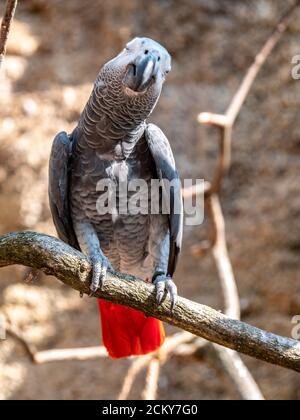 A parrot with grey and green feathers, bird head Stock Photo - Alamy