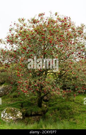 A European Rowan (Sorbus aucuparia) or Mountain Ash tree in fruit, Dartmoor, UK Stock Photo