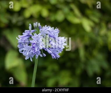 Single blue agapanthus flower against soft green background with copyspace Stock Photo