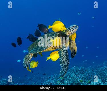 Green Sea Turtle, Chelonia mydas, being cleaned by yellow tang, Zebrasoma flavescens, and goldring surgeonfish, Ctenochaetus strigosus, and blueline s Stock Photo