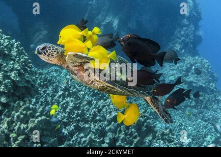 Green Sea Turtle, Chelonia mydas, being cleaned by yellow tang, Zebrasoma flavescens, and goldring surgeonfish, Ctenochaetus strigosus, and black surg Stock Photo