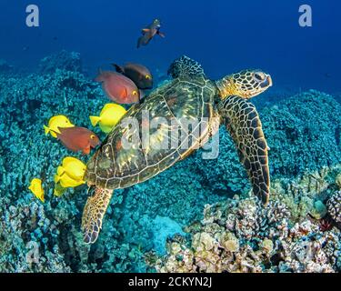 Green Sea Turtle, Chelonia mydas, being cleaned by yellow tang, Zebrasoma flavescens, and goldring surgeonfish, Ctenochaetus strigosus, Kona Coast, Bi Stock Photo