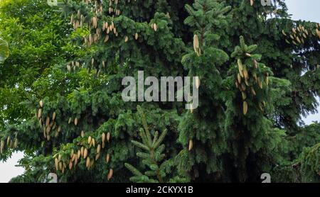Young cones on blue spruce in forest. Branches with cones and needles on spruce growing in forest. spruce cones on branches Stock Photo