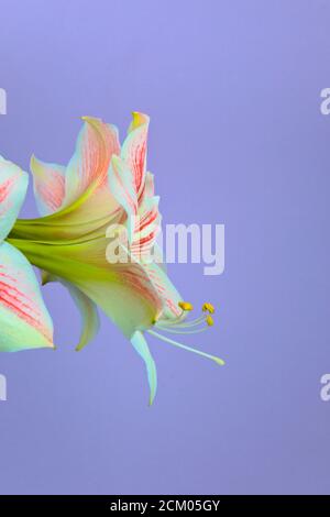 White Amaryllis with red stripes blooming at once on one stalk Isolated on violet Background. Scientific name Amaryllis Hippeastrum Lipstick Stock Photo