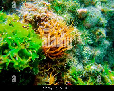 Yellow aiptasia glasrose Mediterranean sea anemone -  Aiptasia diaphana Stock Photo