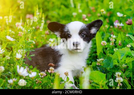 The dog is a Corgi puppy in the grass . The puppy sits in the grass and looks at the camera. A pet. Beautiful cute dog. The concept of a photo dog for Stock Photo