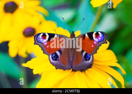 The urticaria butterfly sits on a yellow flower . beautiful butterfly. Insect . Insect on a flower. Butterfly on a flower. Design of printed products Stock Photo