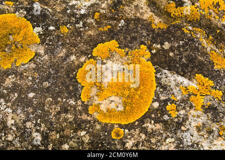 yellow lichen on the rock Stock Photo
