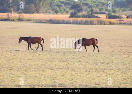 Purebred andalusian spanish horses, mares grazing in dry pastures of wetlands of Donana National Park, Donana nature reserve Stock Photo