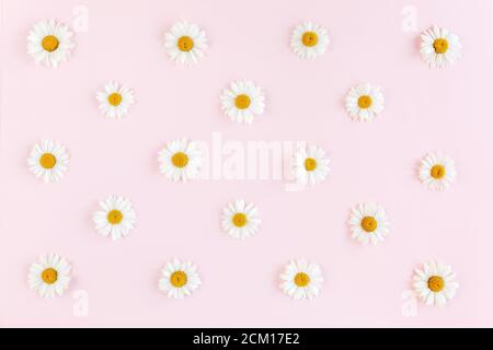 Pattern made of chamomiles, petals, leaves on pink background. Flat lay, top view Stock Photo