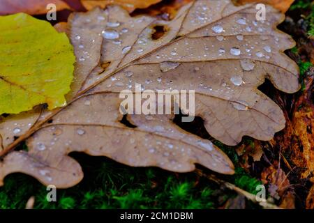 Water Droplets on Fallen Leaves in Autumn Stock Photo