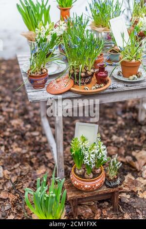 Muscari, hyacinths and crocuses in rustic clay pots outside on old wooden table with quail eggs, shallow depth of field garden wedding decor detail Stock Photo