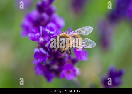Honey Bee taking pollen from a Lavender plant in an English Garden Stock Photo