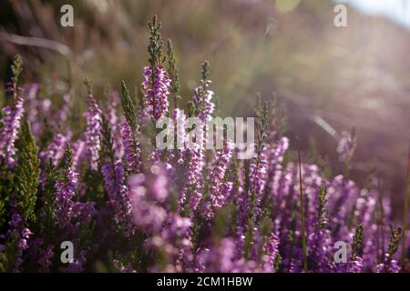 Heather plant closeup detail of blossom on Haworth Moor Stock Photo