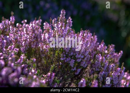 Heather plant closeup detail of blossom on Haworth Moor Stock Photo