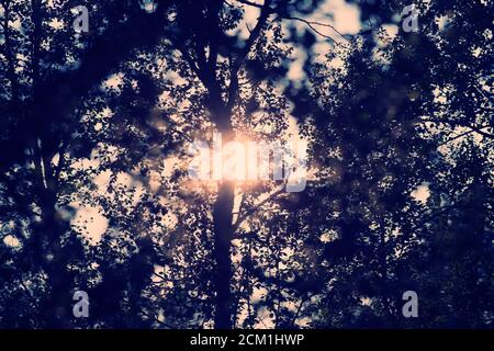 Sun behind a tree in a forrest Stock Photo